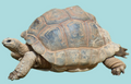 Kaplumbağa